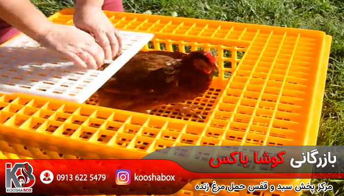 موارد استفاده از قفس حمل مرغ گوشتی