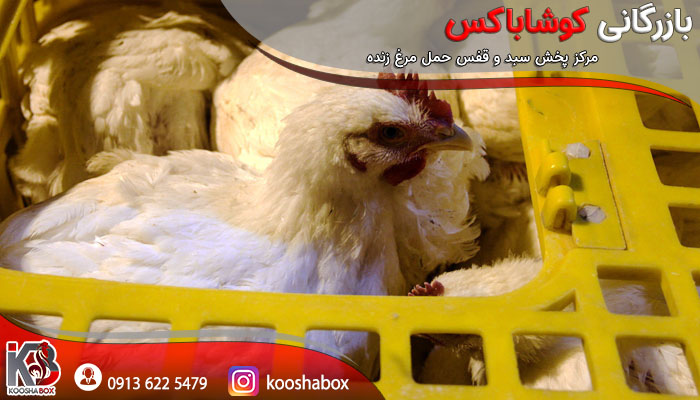 تولید عمده قفس حمل مرغ گوشتی
